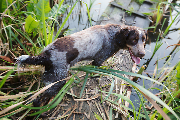 포토 JPG 해외이미지 동물 한마리 응시 얼굴 야생동물 새끼 장난 포유류 자연 털 앉기 사람없음 야외 초록색 반려동물 컬러풀 눕기 갈색 가축 우정 슬픔 흰색 개 강아지 작음 경계 호기심 사냥개 육식동물 노려봄 송곳니 대가리 해외포토 1 시선 감정 컬러 컨셉 모션 표정 신체부위 친구 치아 크기 생태계 파일형식 이미지허브