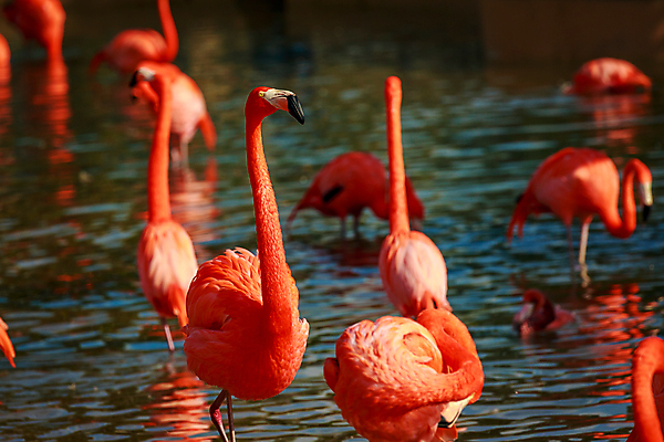 포토 JPG 해외이미지 동물 북아메리카 조류 사람없음 야외 가로 컬러풀 미국 플라밍고 캘리포니아 해외포토 컬러 아메리카 파일형식 이미지허브