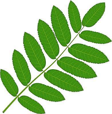 EPS 해외이미지 클립아트 모양 나무 식물 디자인 열매 선 백그라운드 컨셉 잎 꽃무늬 일러스트 자연 추상 잉크 미술 그래픽 장식 정원 검은색 흰색 화려 인쇄 오브젝트 에코 질감 심플 윤곽 판화 내추럴 고립 옛날 스타일 해외일러스트 꽃 컬러 무늬 문화예술 환경 생태계 파일형식 벡터 이미지허브