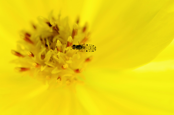 포토 JPG 해외이미지 식물 동물 꽃잎 꽃 음식 곤충 잎 꽃무늬 자연 추상 사람없음 야외 여름 뷰티 노란색 활발 벚꽃 황금 닫기 작음 수분 코스모스 꽃가루 꿀 내추럴 꽃수술 해외포토 계절 컬러 컨셉 무늬 모션 크기 가루 생태계 파일형식 이미지허브