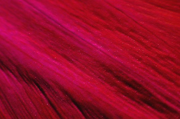 포토 JPG 해외이미지 식물 꽃잎 꽃 분홍색 백그라운드 꽃무늬 밭 자연 벽지 추상 사람없음 빨간색 빛 뷰티 장미 정원 활발 낭만 벚꽃 신선 개화 순수 묘사 질감 부드러움 정맥 내추럴 깊이 해외포토 컬러 컨셉 무늬 농업 감각 생태계 혈관 파일형식 이미지허브