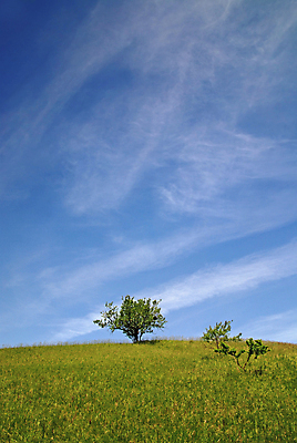 포토 JPG 해외이미지 주간 나무 하늘 사람없음 야외 해외포토 자연요소 식물 파일형식 이미지허브