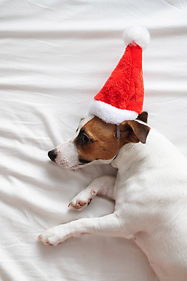 포토 JPG 해외이미지 산타모자 기념 사람없음 반려동물 개 강아지 잭러셀테리어 해외포토 동물 모자_잡화 크리스마스 포유류 테리어 파일형식 이미지허브