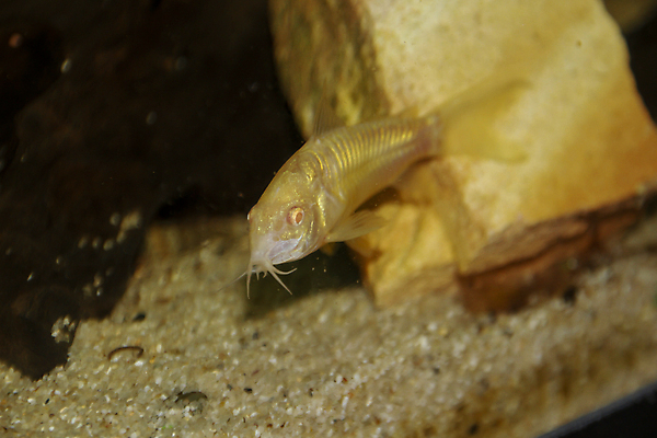 포토 JPG 해외이미지 동물 1 야생동물 백그라운드 자연 추상 휴식 주택 어류 취미 사람없음 장식 초록색 물 빛 반려동물 강 컬러풀 뷰티 갈색 수중 수영 신선 작음 싱글 다이빙 탱크 지느러미 수족관 청동 민물 아마존 해외포토 자연요소 컬러 컨셉 무늬 건물 수중동물 수상스포츠 크기 생태계 수중스포츠 파일형식 이미지허브