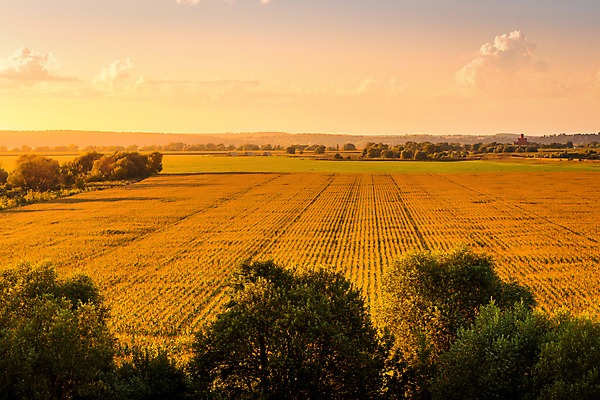 포토 JPG 해외이미지 나무 자연 하늘 사람없음 야외 햇빛 농경지 일몰 옥수수밭 해외포토 식물 밭 옥수수 태양 농장 노을 생태계 파일형식 이미지허브