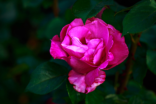 포토 JPG 해외이미지 꽃 산업 농업 자연 사람없음 야외 가로 컬러풀 한개 장미 봄 닫기 원예 카피스페이스 해외포토 식물 1 계절 컬러 모션 취미 공백 생태계 파일형식 이미지허브