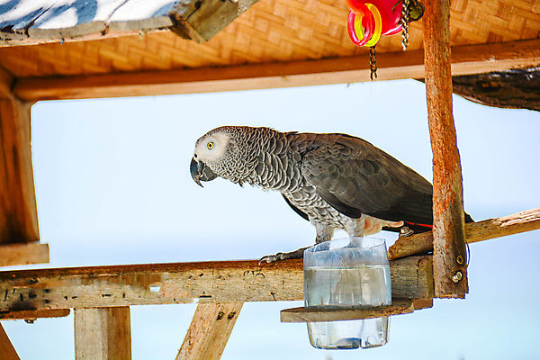포토 JPG 해외이미지 동물 야생동물 백그라운드 자연 조류 사람없음 초록색 파란색 반려동물 컬러풀 뷰티 노란색 회색 흰색 부리 앵무새 내추럴 고립 이국적 해외포토 컬러 생태계 파일형식 이미지허브