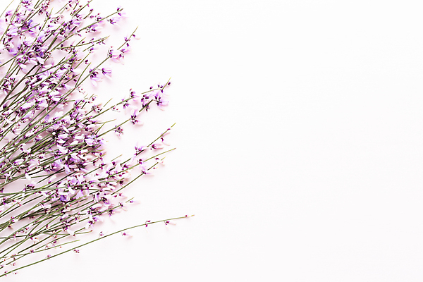 포토 JPG 해외이미지 나무 디자인 꽃 분홍색 백그라운드 꽃무늬 자연 부활절 프레임 사람없음 초록색 봄 벚꽃 나뭇가지 신선 개화 체리 정상 해외포토 식물 계절 기념일 컬러 무늬 과일 생태계 파일형식 이미지허브