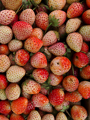 포토 JPG 해외이미지 딸기 사람없음 가득함 해외포토 과일 파일형식 이미지허브