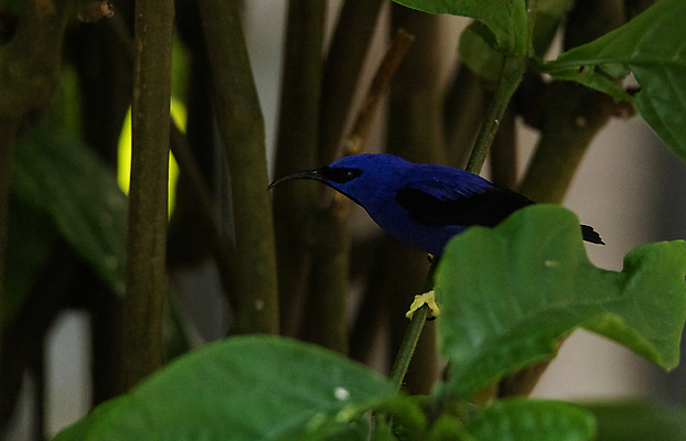 포토 JPG 해외이미지 동물 야생동물 날개 자연 조류 사람없음 깃털 해외포토 생태계 파일형식 이미지허브