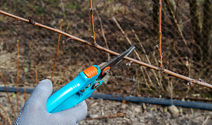 포토 JPG 해외이미지 나무 식물 직업 손 계절 장갑 농업 과일 자연 노동자 관리 사람없음 야외 목재 초록색 금속 정원 봄 장비 성장 나뭇가지 공구 업무 칼날 칼 사과 농부 과수원 자르기 원예 날카로움 손질 유지 다듬기 돌봄 밭일 원예사 해외포토 잡화 산업 컬러 재료 모션 재질 취미 신체부위 도구 작업 생태계 파일형식 이미지허브
