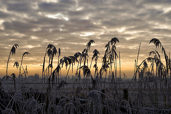 포토 JPG 해외이미지 식물 구름 실루엣 자연 하늘 갈대 풍경 사람없음 일출 일몰 새벽 나뭇가지 저녁 네덜란드 해외포토 자연요소 나무 유럽 촬영기법 노을 야간 생태계 파일형식 이미지허브