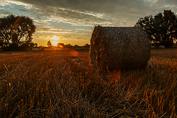 포토 JPG 해외이미지 구름 음식 밭 농업 자연 하늘 건조 풍경 초원 사람없음 야외 여름 빛 햇빛 태양 농장 농경지 노란색 쌓기 일몰 수확 가을 전원 시골 원형 건초더미 볏짚 저녁 밀 뭉치 밀짚 수평선 해외포토 자연요소 도형 계절 산업 컬러 모션 곡류 노을 건초 짚 전기에너지 야간 생태계 파일형식 더미 이미지허브