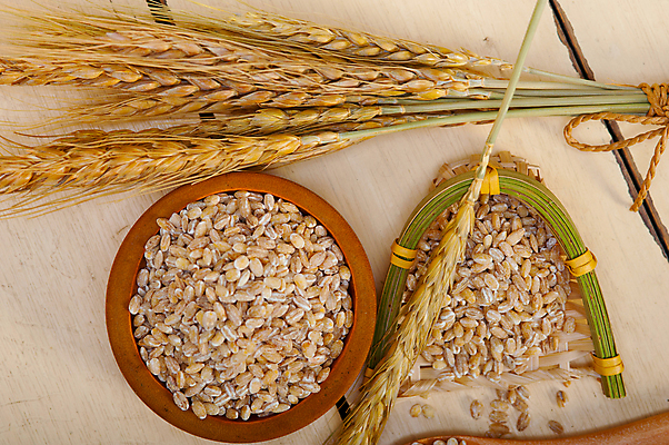 포토 JPG 해외이미지 근접촬영 사람없음 농작물 낟알 보리 보리이삭 해외포토 뷰포인트 농업 곡류 이삭 파일형식 이미지허브