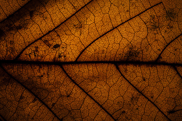 포토 JPG 해외이미지 나무 식물 선 백그라운드 잎 패턴 자연 추상 건강 사람없음 초록색 환경 정원 봄 활발 성장 신선 묘사 유기농 질감 생물학 심플 정맥 내추럴 광합성 생태학 해외포토 웰빙 계절 교육 컬러 컨셉 무늬 생태계 혈관 파일형식 이미지허브