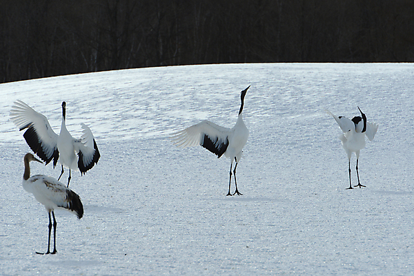 포토 JPG 해외이미지 동물 커플 계절 아시아 야생동물 겨울 자연 조류 왕관 사랑 사람없음 빨간색 일본 검은색 추위 흰색 춤 보호 기중기 홋카이도 해외포토 감정 나라 컬러 컨셉 관계 문화예술 중장비 생태계 파일형식 이미지허브