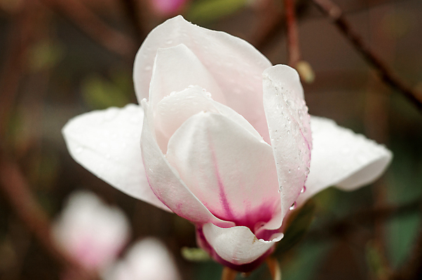포토 JPG 해외이미지 주간 근접촬영 사람없음 야외 아웃포커스 봄 목련 해외포토 자연요소 계절 꽃 뷰포인트 촬영기법 파일형식 이미지허브