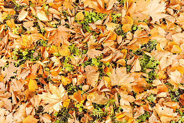 포토 JPG 해외이미지 나무 식물 디자인 계절 꽃 백그라운드 발 자연 건강 손바닥 미술 풍경 사람없음 초록색 여름 컬러풀 정원 가을 못 플랫 이슬 원예 질감 조경 부드러움 광택 페디큐어 해외포토 손 컬러 문화예술 취미 신체부위 뷰티 공구 감각 생태계 파일형식 이미지허브