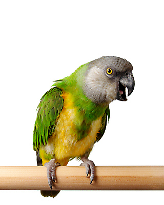 포토 JPG 해외이미지 동물 척추동물 공원 야생동물 백그라운드 오렌지 장난 자연 조류 종류 앉기 사람없음 야외 빨간색 초록색 반려동물 컬러풀 노란색 흰색 나뭇가지 깃털 흰배경 부리 앵무새 시끄러움 고립 동물상 아열대 이국적 잉꼬 해외포토 나무 공공시설 컬러 과일 모션 조형물 생태계 파일형식 이미지허브