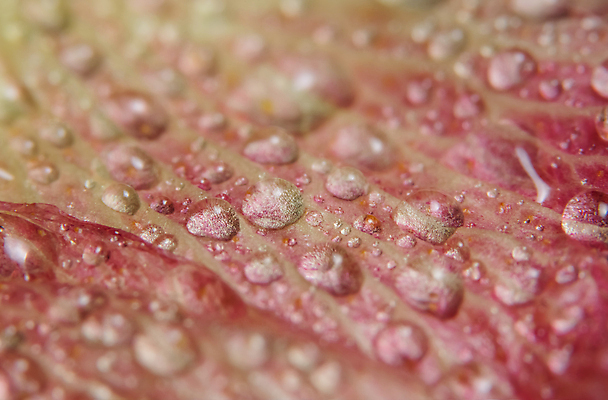 포토 JPG 해외이미지 식물 꽃잎 꽃 분홍색 백그라운드 잎 꽃무늬 자연 휴가 사람없음 장식 빨간색 물 뷰티 장미 낭만 흰색 물방울 신선 떨어짐 오브젝트 질감 해외포토 자연요소 컬러 컨셉 무늬 생태계 파일형식 이미지허브