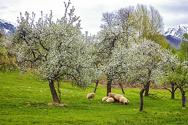 포토 JPG 해외이미지 주간 나무 여러마리 자연 꽃나무 사람없음 야외 봄 양 해외포토 자연요소 식물 계절 꽃 다수 포유류 생태계 파일형식 이미지허브