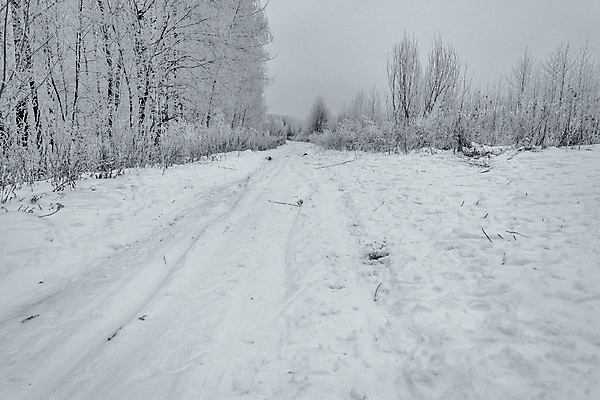 포토 JPG 해외이미지 나무 식물 구름 계절 공원 도로 길 여행 백그라운드 겨울 밭 자연 하늘 날씨 흑백 풍경 초원 사람없음 야외 목재 빛 뷰티 환경 정원 냉동 검은색 추위 흰색 숲 서리 장면 자작나무 방법 제설기 수평선 해외포토 자연요소 공공시설 컬러 농업 재료 교통시설 촬영기법 생태계 제설 파일형식 이미지허브
