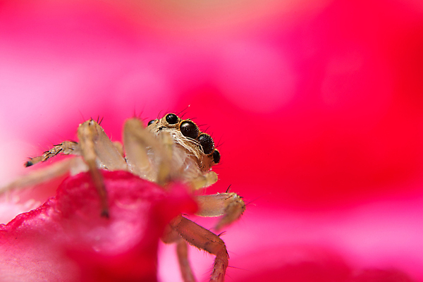 포토 JPG 해외이미지 백그라운드 잎 자연 사람없음 초록색 점프 거미 해외포토 식물 컬러 곤충 모션 생태계 파일형식 이미지허브