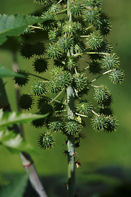 포토 JPG 해외이미지 나무 식물 잎 농업 과일 자연 콩 씨앗 사람없음 초록색 약 정원 신선 기름 친환경 생물학 내추럴 밭일 비버 해외포토 교육 산업 음식 컬러 의학 곡류 환경 생태계 파일형식 이미지허브