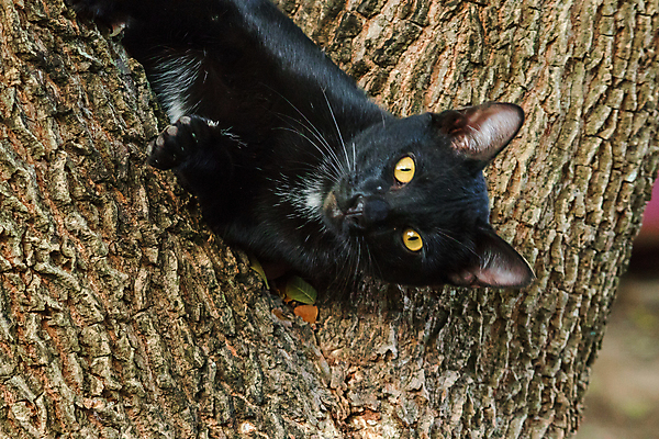 포토 JPG 해외이미지 주간 나무 한마리 응시 사람없음 야외 아웃포커스 귀여움 고양이 길고양이 해외포토 자연요소 식물 1 시선 컨셉 포유류 촬영기법 반려동물 파일형식 이미지허브