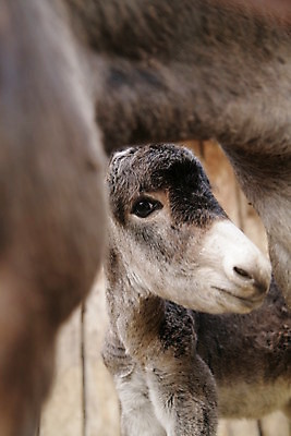 포토 JPG 해외이미지 동물 응시 행복 야생동물 밭 농업 포유류 자연 털 웃음 초원 사람없음 야외 가로 초록색 여름 반려동물 농장 갈색 머리 평화 회색 코트 시골 입 구멍 큼 코 귀 성실 당나귀 돌봄 밭일 해외포토 시선 계절 감정 산업 컬러 컨셉 모션 표정 신체부위 외투 말_동물 크기 생태계 파일형식 이미지허브
