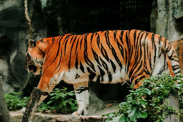 포토 JPG 해외이미지 동물 아시아 얼굴 야생동물 오렌지 포유류 아프리카 자연 털 동물원 사람없음 머리 고양이 줄무늬 흰색 바 호랑이 위험 사자 큼 인도인 버리기 감옥 사파리 육식동물 새장 사냥꾼 표범 남쪽 고립 발톱 혼자 해외포토 외국인 직업 나라 컬러 컨셉 무늬 과일 모션 발 동양인 신체부위 반려동물 크기 방향 생태계 케이지 파일형식 이미지허브