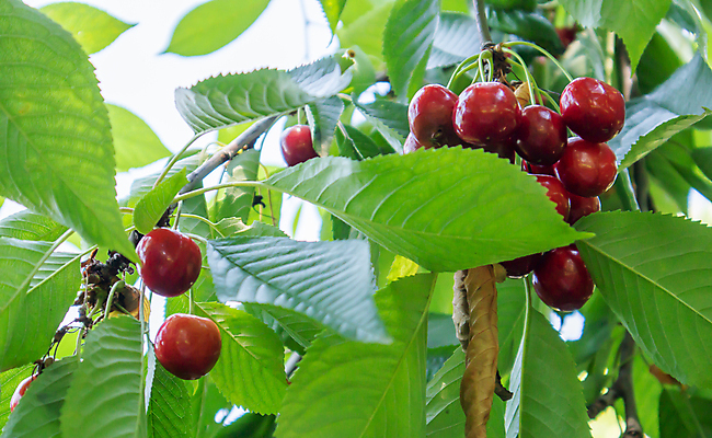 포토 JPG 해외이미지 나무 식물 계절 열매 음식 잎 농업 과일 자연 매달리기 건강 사람없음 야외 빨간색 초록색 컬러풀 햇빛 농장 정원 맑음 수확 성장 나뭇가지 신선 체리 그룹 달콤 맛 과수원 다발 준비 유기농 내추럴 숙성 맛있는 해외포토 웰빙 산업 컬러 컨셉 모션 날씨 태양 생태계 파일형식 이미지허브