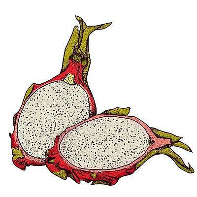 EPS 해외이미지 식물 디자인 아시아 음식 조각 다이어트 과일 일러스트 재료 태국 자연 디저트 건강 동양인 세트 주스 흰색 용 신선 달콤 맛 낙서 스케치 메뉴 유기농 날것 손그림 내추럴 고립 숙성 이국적 채식주의자 맛있는 해외일러스트 웰빙 나라 음료 컬러 컨셉 미술 인종 생태계 채식 파일형식 벡터 이미지허브