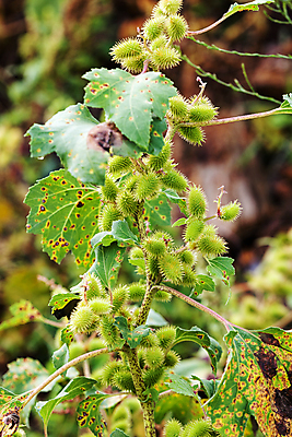 포토 JPG 해외이미지 나무 식물 디자인 계절 공원 꽃잎 꽃 벽 백그라운드 잎 꽃무늬 패턴 자연 추상 풍경 사람없음 야외 초록색 여름 컬러풀 뷰티 환경 봄 흰색 시골 신선 닫기 다발 지중해 그리스 묘사 질감 조경 쇼 내추럴 정중 해외포토 공공시설 유럽 바다 컬러 컨셉 무늬 모션 생태계 파일형식 이미지허브