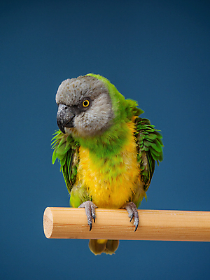 포토 JPG 해외이미지 동물 응시 남자 야생동물 백그라운드 날개 자연 조류 생물 동물원 종류 서기 앉기 사람없음 초록색 파란색 반려동물 컬러풀 뷰티 노란색 우주 상점 거울 회색 흰색 나뭇가지 깃털 경계 생물학 부리 앵무새 슛 멸종 노려봄 이국적 잉꼬 지능 해외포토 나무 시선 교육 컬러 모션 표정 사람 생태계 파일형식 이미지허브