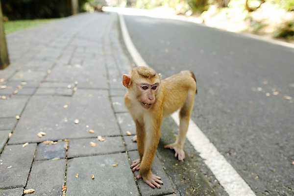 포토 JPG 해외이미지 나무 동물 공원 도로 야생동물 여행 백그라운드 포유류 손가락 자연 생물 털 동물원 사람없음 야외 가로 초록색 여름 햇빛 걷기 환경 맑음 원숭이 열대우림 모피 동물상 이국적 총구 해외포토 식물 손 계절 공공시설 길 컬러 교통시설 모션 날씨 태양 조형물 숲 생태계 파일형식 이미지허브