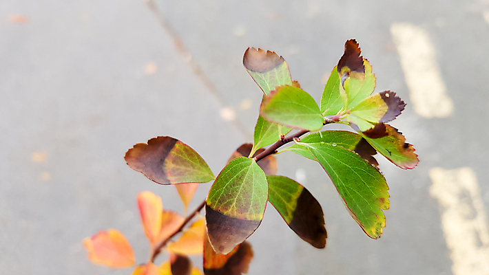 포토 JPG 해외이미지 식물 계절 공원 벽 백그라운드 컨셉 단풍 잎 패턴 오렌지 자연 추상 프레임 사람없음 야외 목재 장식 빨간색 컬러풀 뷰티 노란색 우주 줄무늬 수확 나뭇가지 신선 숲 유기농 질감 10월 내추럴 그런지 엘리먼트 옛날 해외포토 나무 웰빙 공공시설 컬러 무늬 농업 과일 재료 날짜 생태계 파일형식 이미지허브