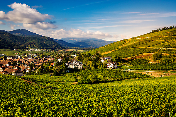 포토 JPG 해외이미지 포도 사람없음 와인 프랑스 시골 포도밭 해외포토 유럽 밭 과일 주류 파일형식 이미지허브