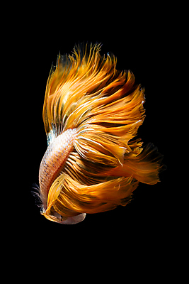 포토 JPG 해외이미지 한마리 검은배경 어류 사람없음 주황색 베타 해외포토 1 컬러 백그라운드 검은색 수중동물 파일형식 이미지허브