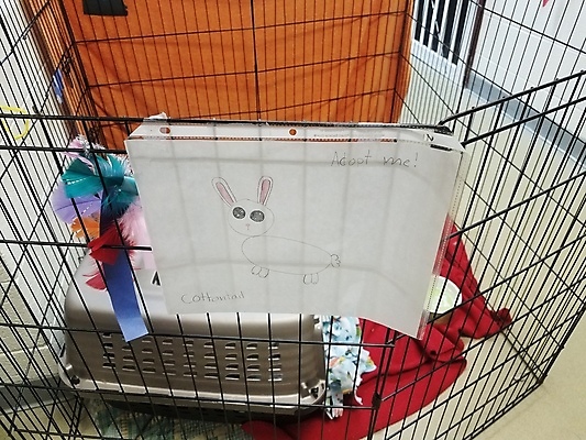 포토 JPG 해외이미지 털 사람없음 반려동물 흰색 토끼 사발 쓰레기 나무상자 담요 모피 사인 그림 귀 부드러움 새장 입양 해외포토 동물 컬러 포유류 신체부위 상자 감각 사기그릇 케이지 파일형식 이미지허브