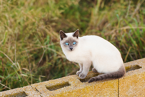 포토 JPG 해외이미지 주간 한마리 벽돌 앉기 사람없음 야외 아웃포커스 귀여움 고양이 길고양이 샴고양이 해외포토 자연요소 1 컨셉 포유류 모션 촬영기법 반려동물 파일형식 이미지허브