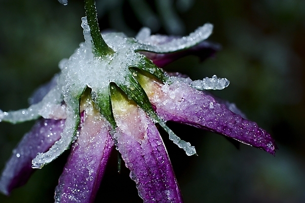 포토 JPG 해외이미지 식물 꽃 겨울 자연 날씨 사람없음 정원 냉동 얼음 추위 제비꽃 원예 해외포토 자연요소 계절 취미 생태계 파일형식 이미지허브