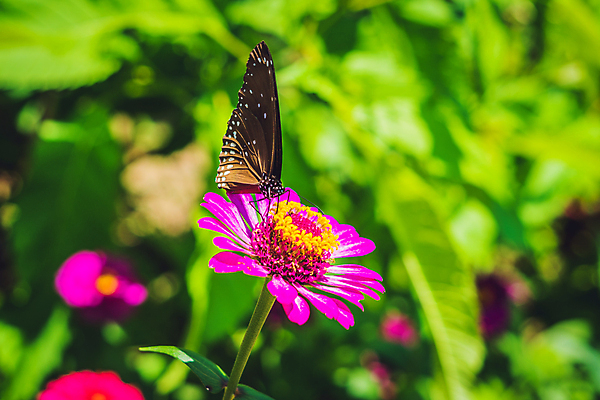 포토 JPG 해외이미지 식물 동물 꽃 야생동물 분홍색 나비 곤충 백그라운드 잎 날개 자연 안테나 사람없음 초록색 여름 컬러풀 뷰티 노란색 환경 정원 봄 흰색 닫기 벌레 보호 꿀 내추럴 동물상 생태학 수유 이국적 전경 해외포토 계절 교육 컬러 컨셉 통신 모션 풍경 조형물 생태계 파일형식 탑뷰 이미지허브