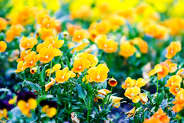 포토 JPG 해외이미지 식물 계절 공원 꽃잎 꽃 줄기 백그라운드 잎 꽃무늬 밭 농업 자연 아침 사람없음 야외 초록색 컬러풀 뷰티 갈색 노란색 정원 보라색 봄 낭만 성장 벚꽃 신선 개화 우아함 제비꽃 원예 내추럴 해외포토 주간 공공시설 산업 컬러 컨셉 무늬 취미 생태계 파일형식 이미지허브