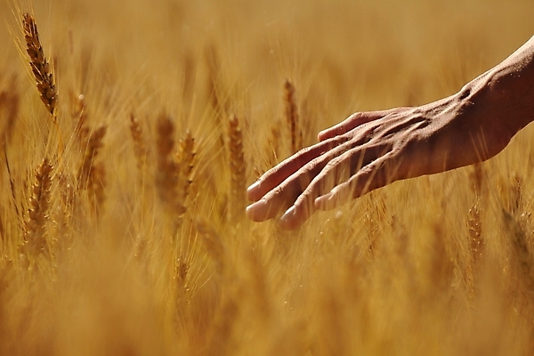 포토 JPG 해외이미지 손 백그라운드 밭 야외 아웃포커스 신체부위 농작물 농장 시골 소프트포커스 해외포토 농업 촬영기법 사람 파일형식 이미지허브