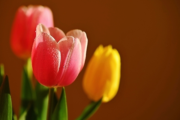 포토 JPG 해외이미지 실내 근접촬영 사람없음 아웃포커스 튤립 해외포토 꽃 뷰포인트 촬영기법 내부 파일형식 이미지허브