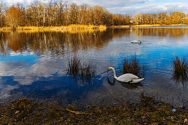 포토 JPG 해외이미지 주간 호수 두마리 자연 사람없음 야외 반사 백조 해외포토 자연요소 2 조류 생태계 파일형식 이미지허브