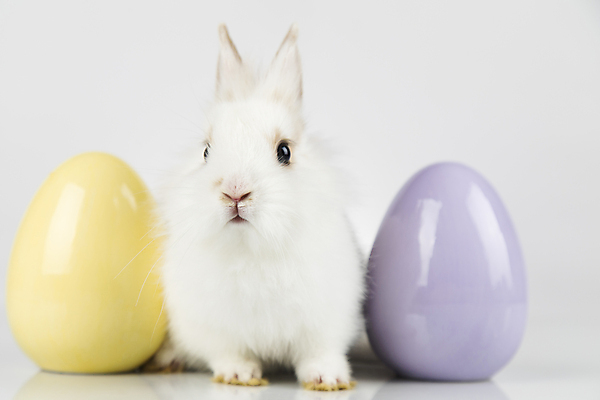 포토 JPG 해외이미지 동물 행복 백그라운드 컨셉 휴가 부활절 사람없음 초록색 반려동물 계란 봄 흰색 아기 토끼 그리기 설치류 작음 모피 심볼 귀 솜털 고립 해외포토 계절 기념일 감정 컬러 포유류 모션 사람 신체부위 알 크기 파일형식 이미지허브