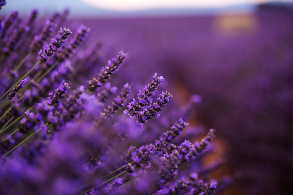 포토 JPG 해외이미지 주간 사람없음 야외 보라색 프랑스 라벤더 프로방스 해외포토 자연요소 꽃 유럽 컬러 허브 파일형식 이미지허브