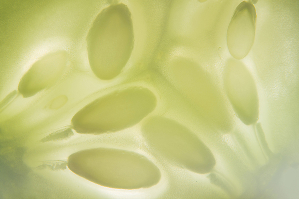 포토 JPG 해외이미지 식물 음식 조각 백그라운드 패턴 채소 과일 자연 추상 오이 건강 씨앗 사람없음 초록색 샐러드 흰색 신선 자르기 유기농 질감 날것 숙성 해외포토 웰빙 컬러 무늬 모션 생태계 파일형식 이미지허브